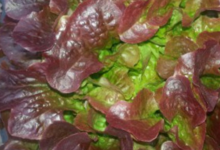  Salade Chêne brune