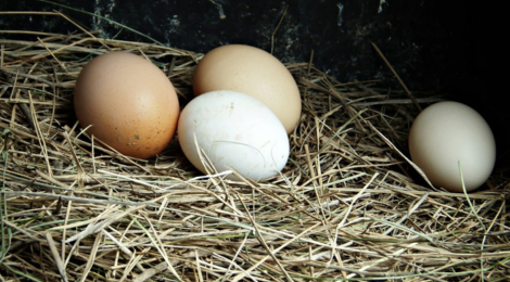 Oeufs bio extra frais
