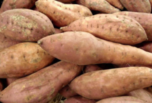 le jardin d'André, patate douce