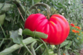 le jardin d'André, tomate