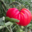 le jardin d'André, tomate
