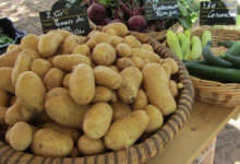 le jardin d'André, pommes de terre
