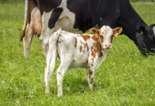 La ferme de Kergrac'h
