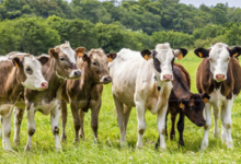 La ferme de Kergrac'h