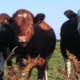 Viande de génisse    