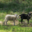 le bois du barde,  Viande d'agneau 
