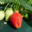La Ferme de Mangorvenec, fraises
