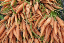 La Ferme de Mangorvenec, carottes bio