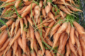 La Ferme de Mangorvenec, carottes bio