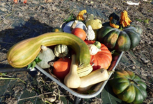 La Ferme de Mangorvenec, courges bio