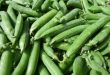 La Ferme de Mangorvenec, petits pois