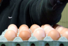 oeufs bio