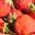 fraises bio