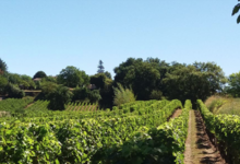 Vieux Château des Rochers - Jean-Claude Rocher 