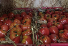 Le Potager De Kergistalen , tomates
