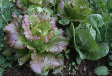 salades
