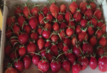 fraises de plein champs (gariguette)