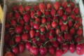 fraises de plein champs (gariguette)