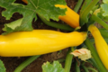 Courgettes jaune 