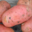 pomme de terre "Yona"