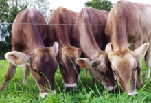 la ferme du Vern