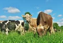 la ferme du Vern