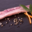 cochon de Coat Ecuff, poitrine 
