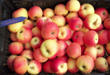 Pomme Germaine