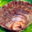 huîtres plates
