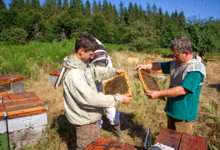 Le Berger des Abeilles