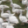 Ferme Lecoq, canards