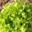  salade feuille de chêne verte bio