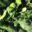 épinards feuilles bio