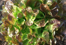  salade feuille de chêne rouge bio