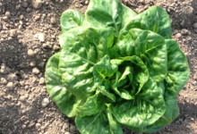  salade sucrine bio
