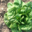  salade sucrine bio