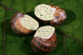 les escargots du Perche, escargots au beurre persillé