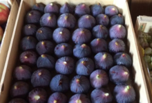 Moulin Mas de Daudet, figues