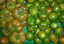 Ferme Saint-Désiré, tomates