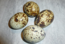 Ferme Saint-Désiré, œufs de caille