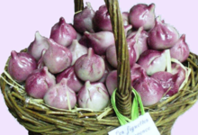 Pâtisserie Argiolas