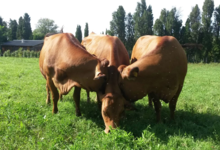 Fromagerie Roumanille