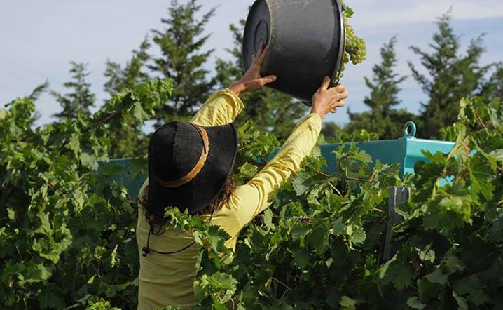 Domaine de Sulauze Producteur Bouches du Rhône