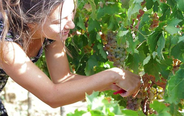 Domaine de Sulauze Producteur Bouches du Rhône