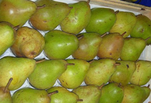 Poires de Savoie