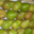 Poires de Savoie