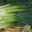 Poireaux