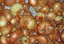 oignons