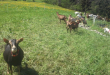 La Ferme Des Roches Fleuries