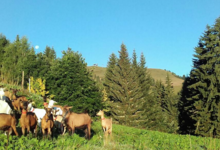 La Ferme Des Roches Fleuries